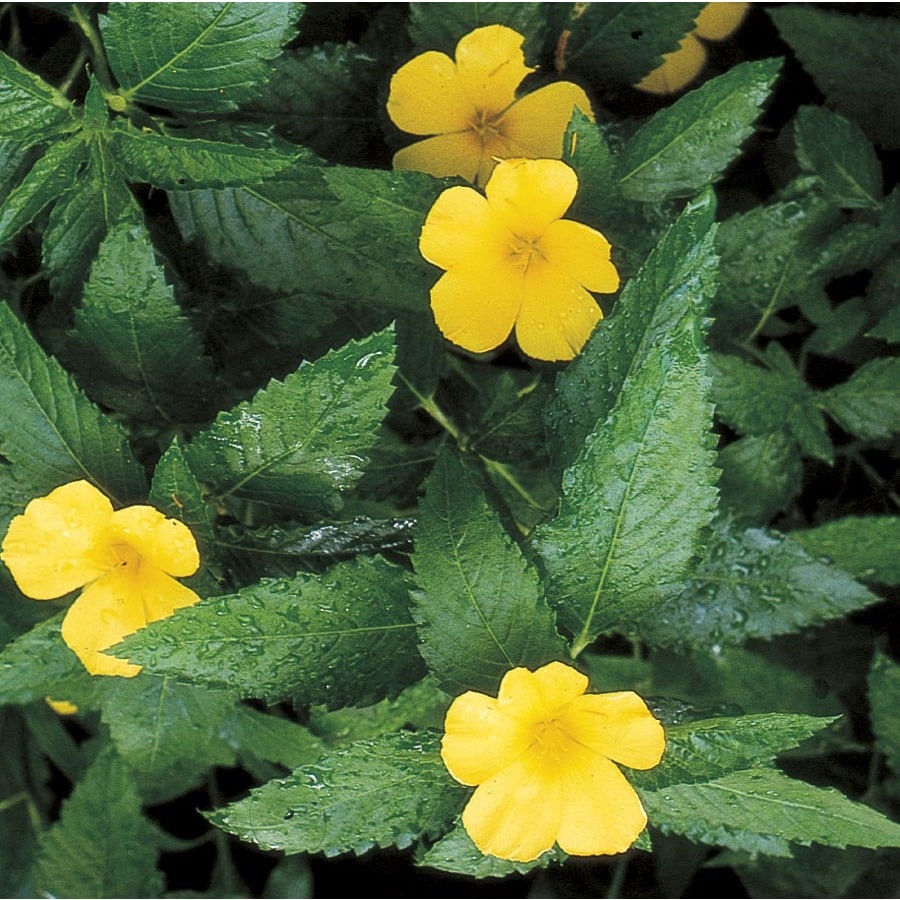 buttercup plant