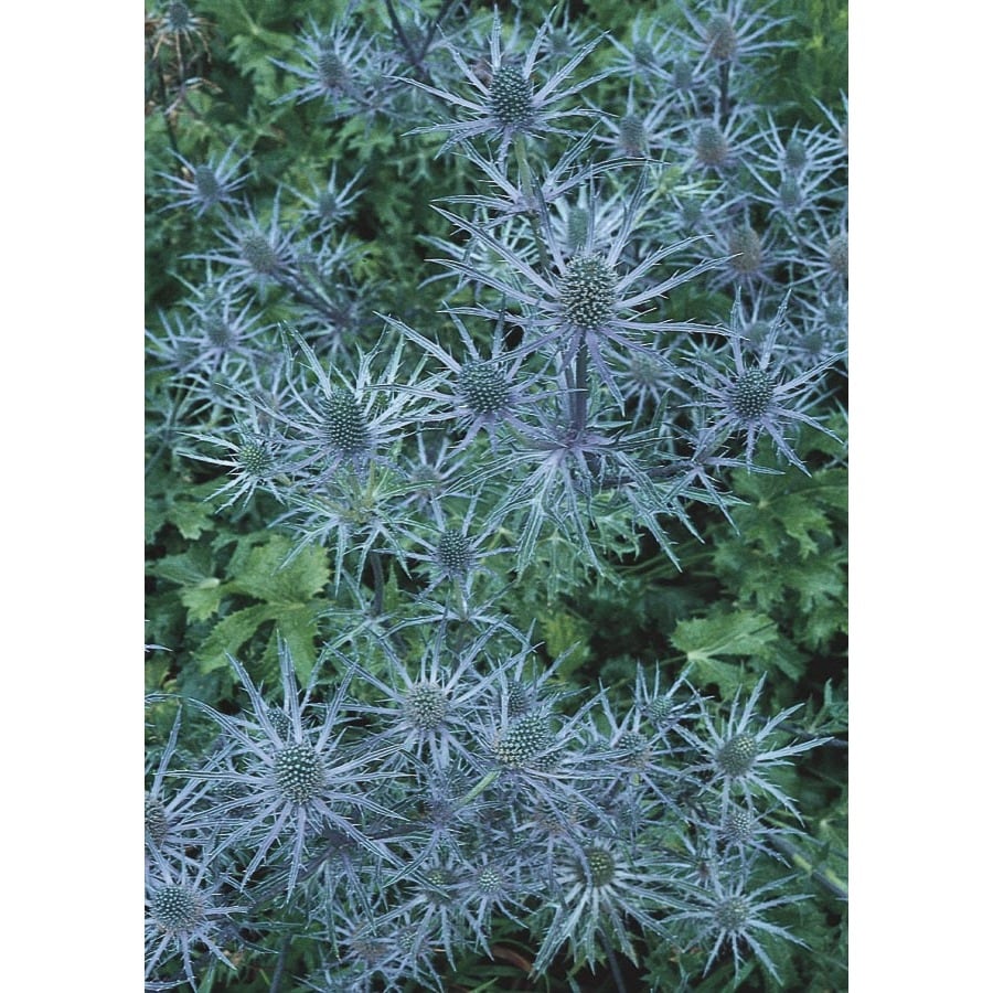 1-Gallon in Pot Sea Holly