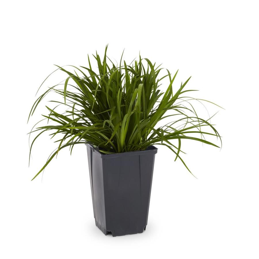 1-Pint Liriope Pot (L7045) at Lowes.com