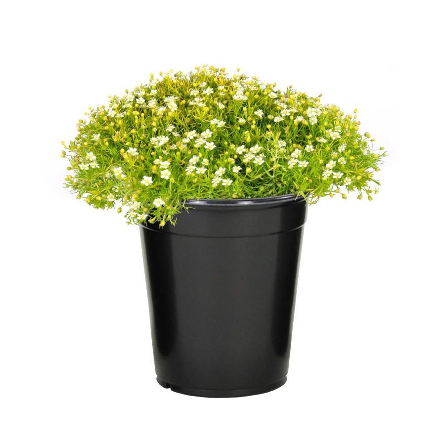 1Pint Irish Moss Potted (LW04022) at