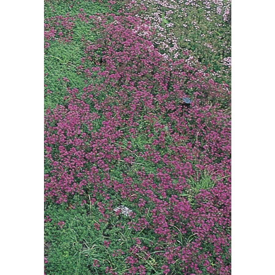 amazon creeping thyme ground cover