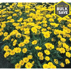 1-Quart in Pot Coreopsis (L9636)