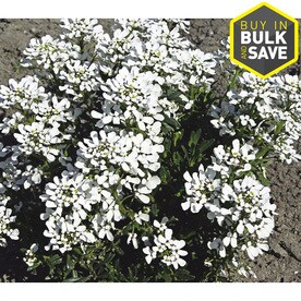 1-Quart in Pot Candytuft (L6685)