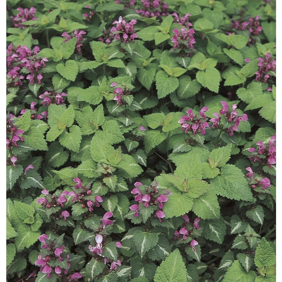 Shop 1-Quart Spotted Dead Nettle (L10994) at Lowes.com