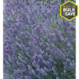 1-Quart in Pot English Lavender (L6071)