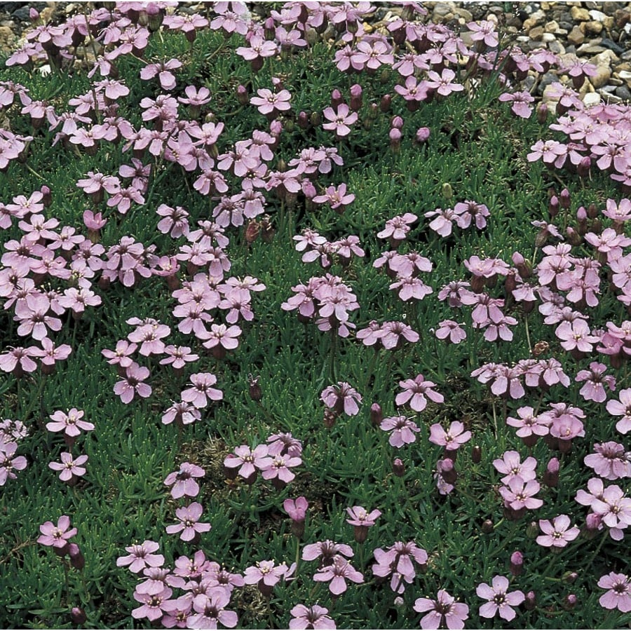 2 5 Quart In Pot Verbena L14428 In The Perennials Department At Lowes Com