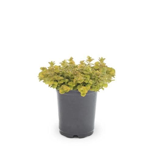 1-Quart Creeping Jenny in Pot (L2652) at Lowes.com