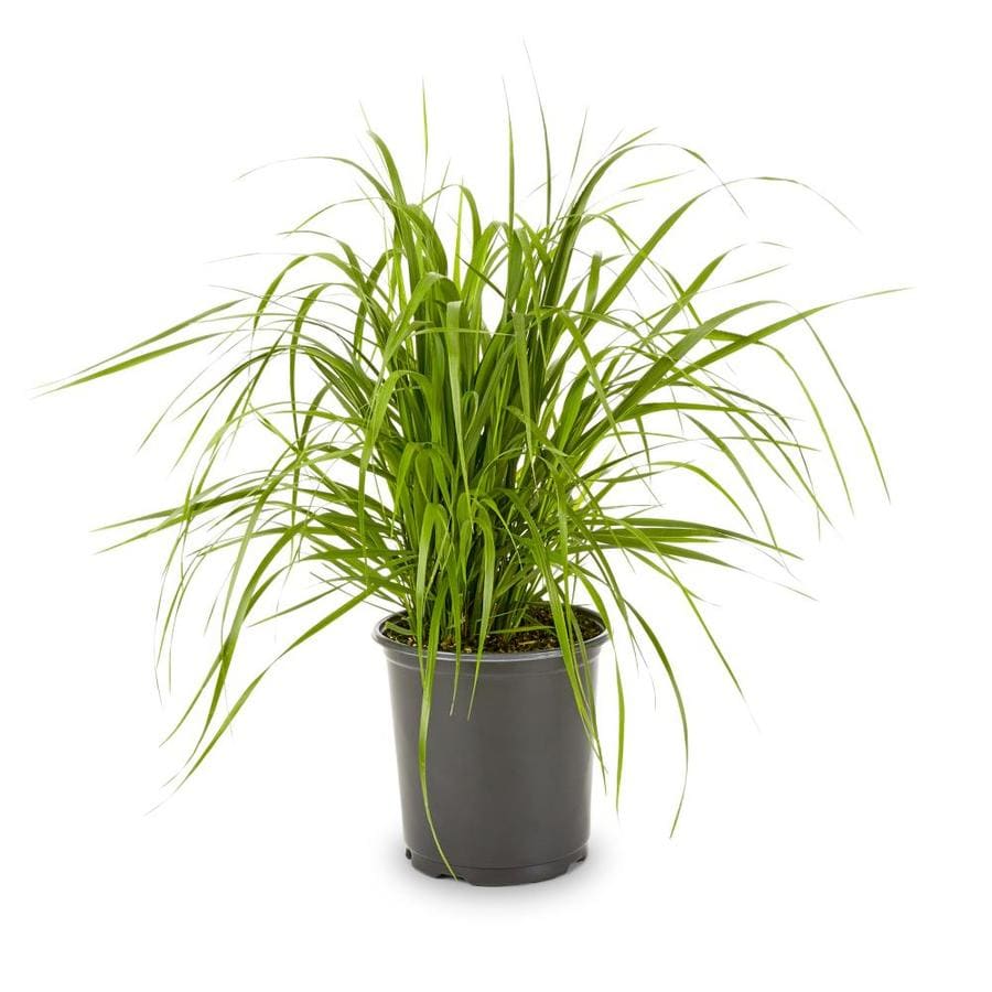 2.5-Quart Feather Reed Grass (L24894) at Lowes.com