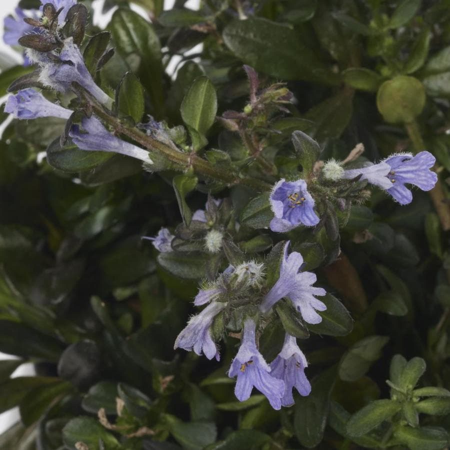 2-Quart Carpet Bugleweed in Pot (L16614) in the Ground Cover department ...