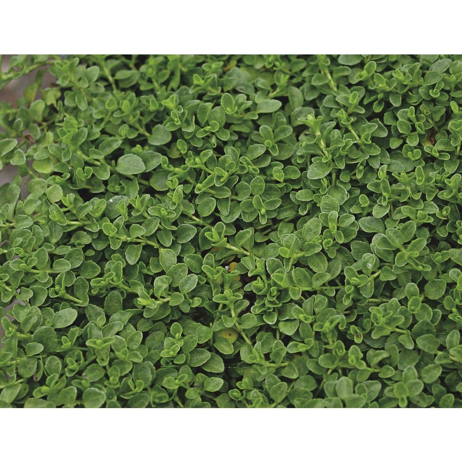 2Quart Creeping Speedwell in Pot (L24891) at