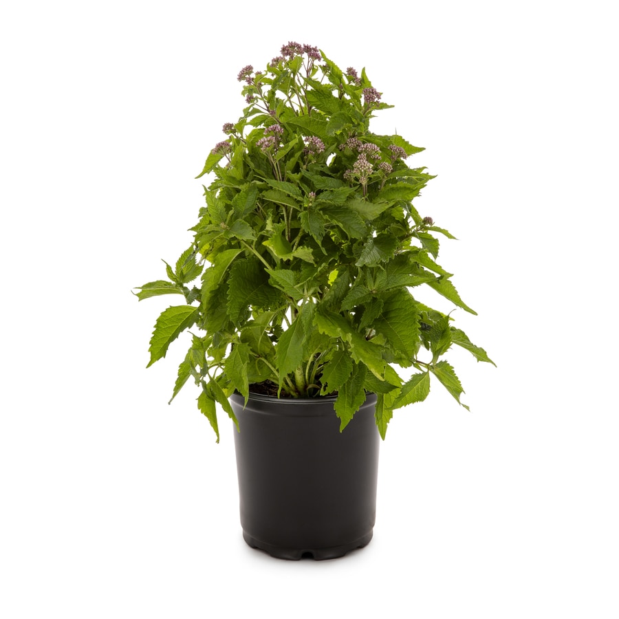 2.5-Quart in Pot Joe Pye Weed (L8159) at Lowes.com