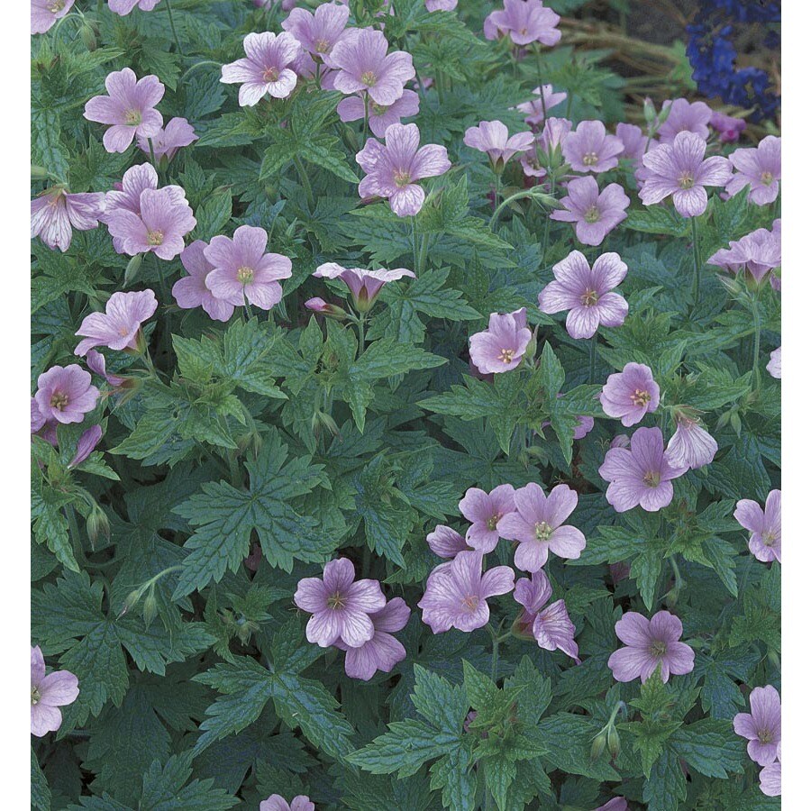 2.5-Quart in Cranesbill Geranium (L6519)