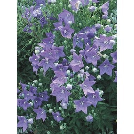 2.5-Quart in Pot Balloon Flower (L5676)