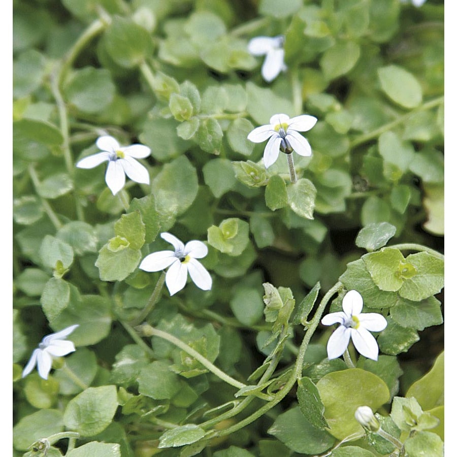 6 Pack Blue Star Creeper Tray L16653 At Lowes 6 Pack Blue Star Creeper Tray L16653