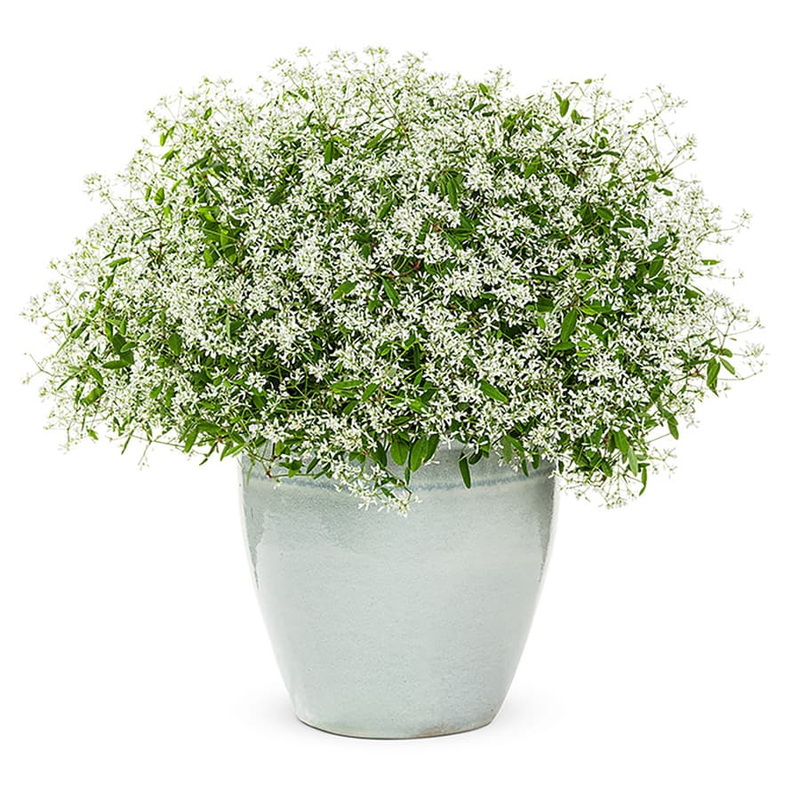 Shop 2 Quart(S) Potted Euphorbia at Lowes.com