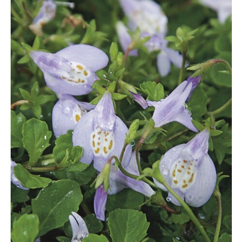 1Pint Mazus in Pot (L01306) in the Ground Cover department at