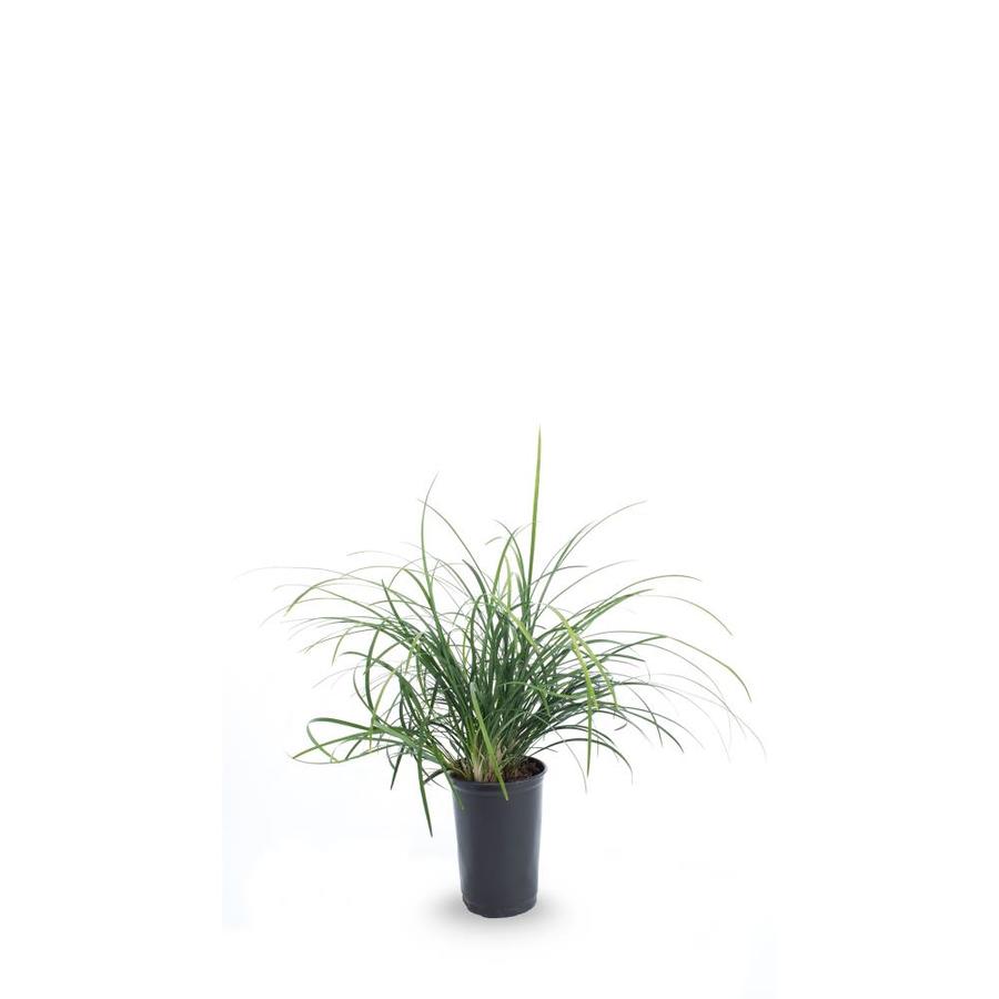 1-Pint Mondo Grass in Pot (L4050)