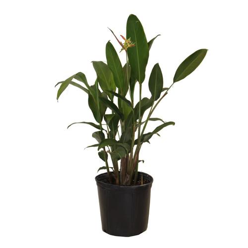 2-Gallon Heliconia in Pot (L17774) in the Tropical Plants department at ...