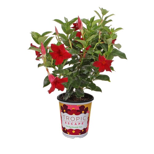 1-Quart in Pot Mandevilla in the Vines department at Lowes.com