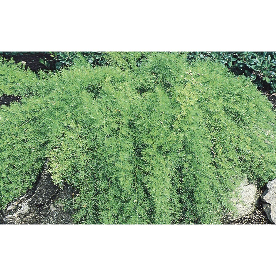 1Quart White Asparagus Fern in Pot (L5775) at