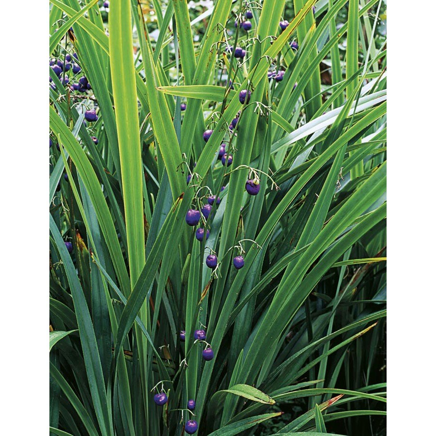 Flax Lily (L20613) at