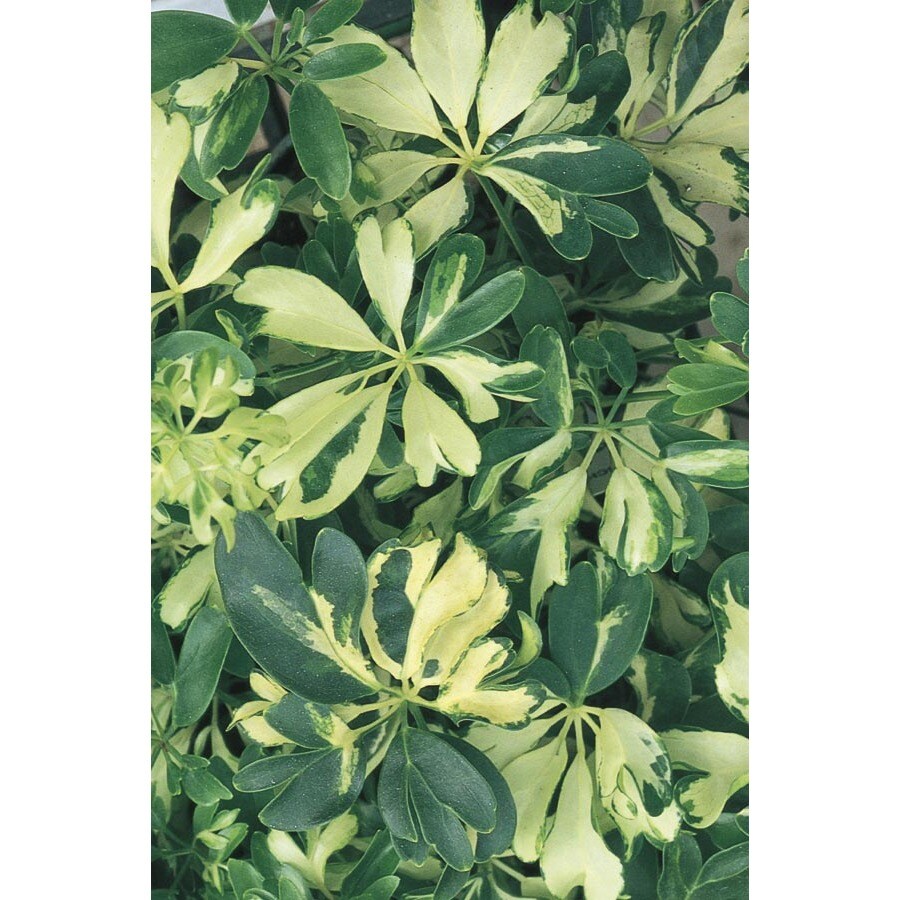 In Trinette Variegated Schefflera Ltl0071 At Lowes