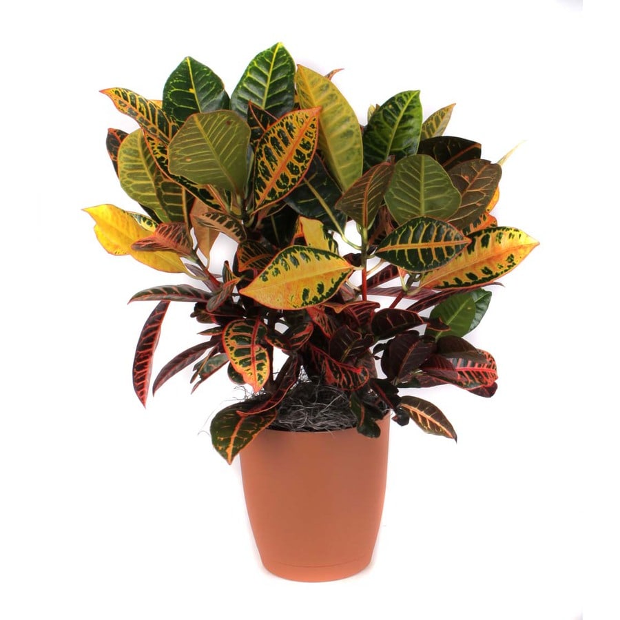 3.25-Quart Croton Petra at Lowes.com