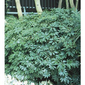 Schefflera (LTL0069)