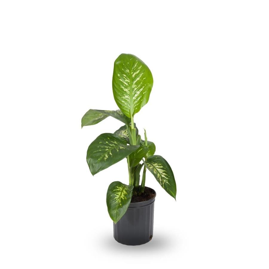 Dieffenbachia L20936hp at Lowes  com