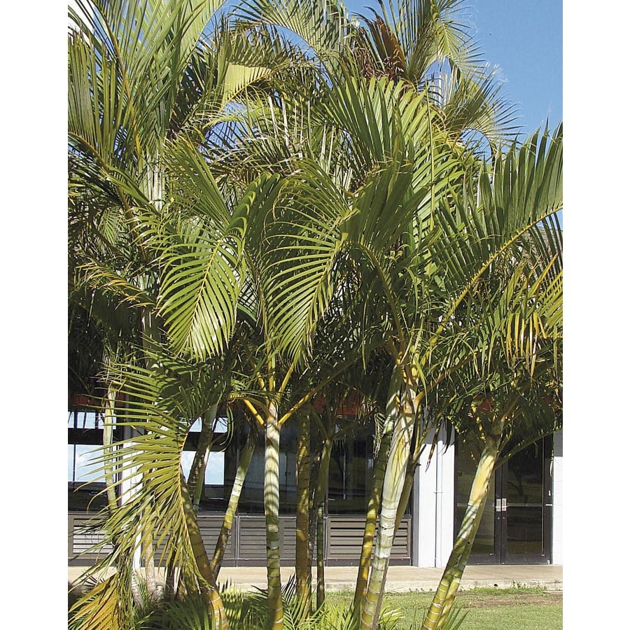 Areca Palm Ltl0010 At Lowes