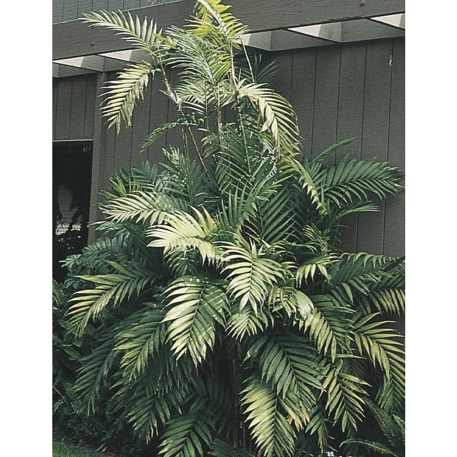 1.75Gallon in Pot Cat Palm (Ltl0008) at