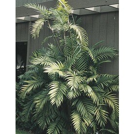Tropical Plants At Lowes Cat Palm Ltl0008