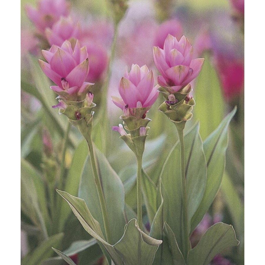 In Curcuma Ginger (L10834) at