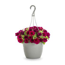 1.5-Gallon Multicolor Petunia in Hanging Basket (L17355)