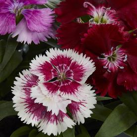 6-Pack Multicolor Dianthus in Tray (L17860)