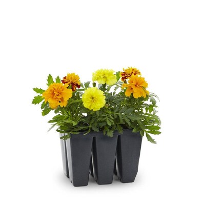 6 Pack Multicolor French Marigold Dwarf In Tray L17086 At