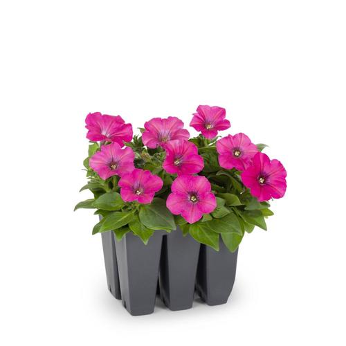 6-Pack Multicolor Petunia in Tray (L17355) in the Annuals department at ...