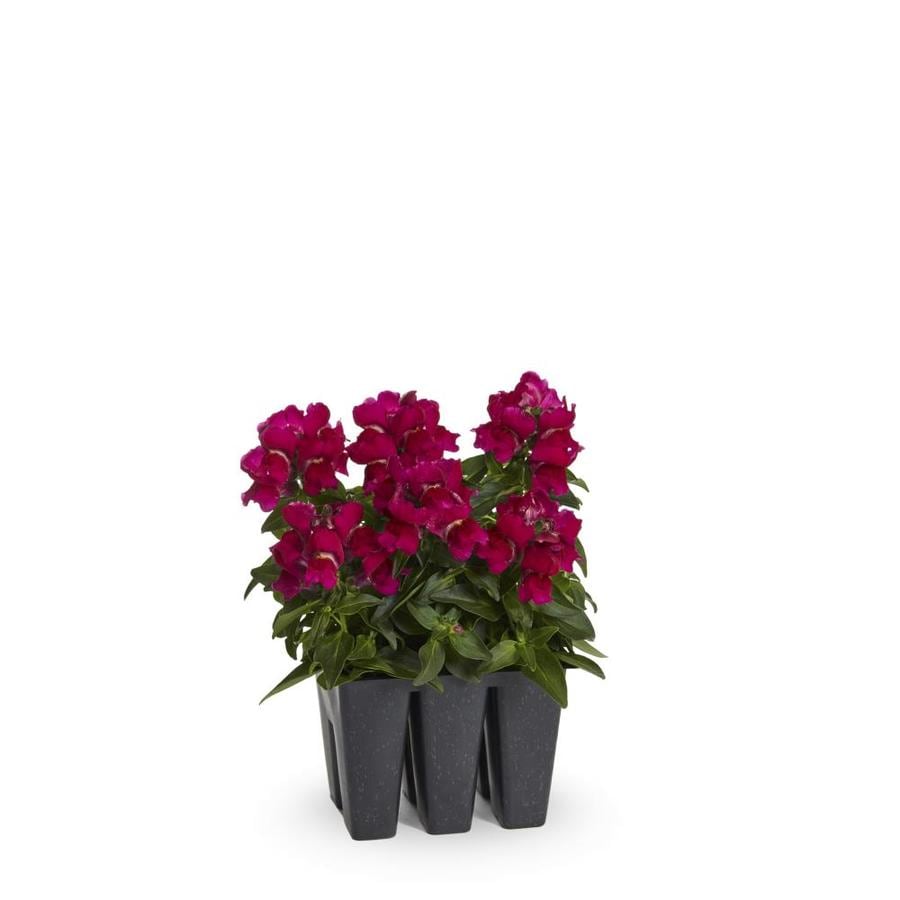 6-Pack Multicolor Snapdragon in Tray (L3278) in the Annuals department ...