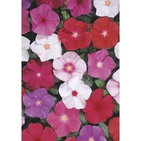 6-Pack Multicolor Vinca in Tray (L3286)