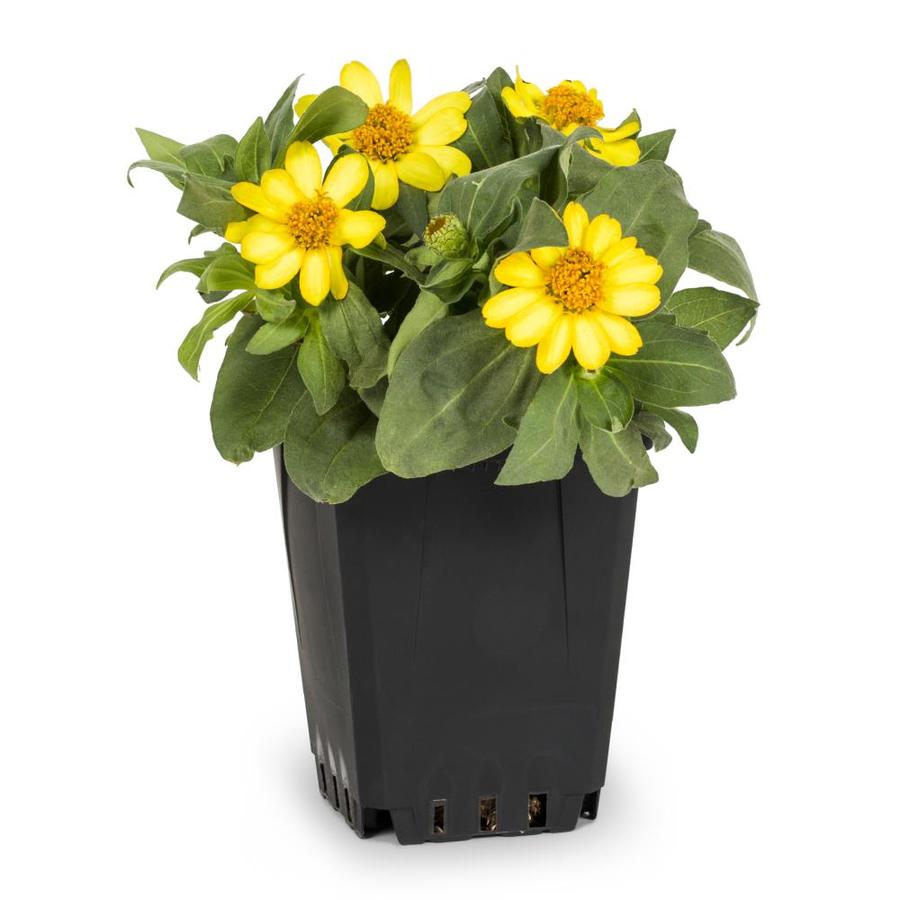 1 Pint Multicolor Zinnia In Pot L6859 At Lowes Com