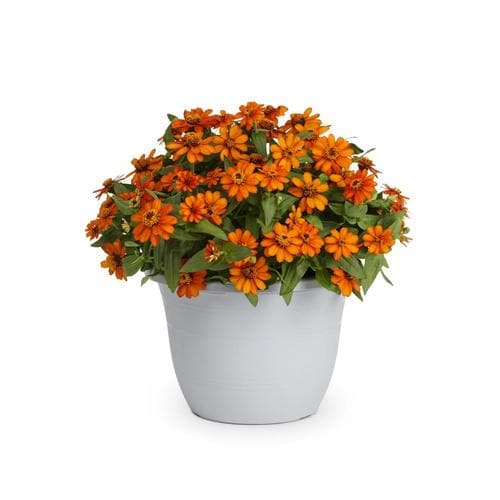 1.75Gallon Multicolor Zinnia in Planter (L6859) at