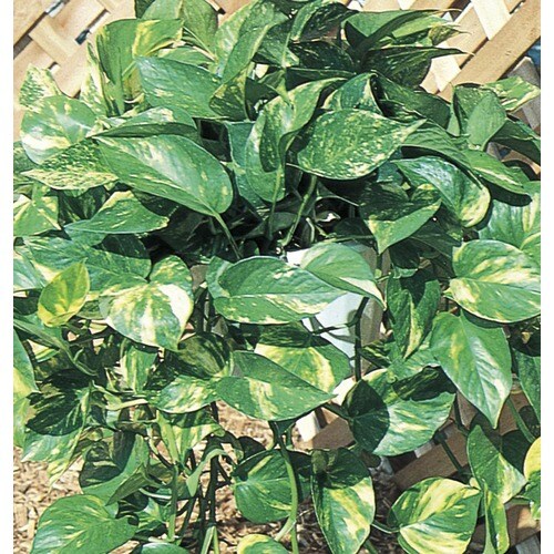 In Golden Pothos (Ltl0077) at
