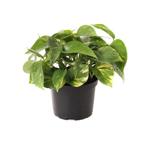 Golden Pothos Near Me Pothos Plant