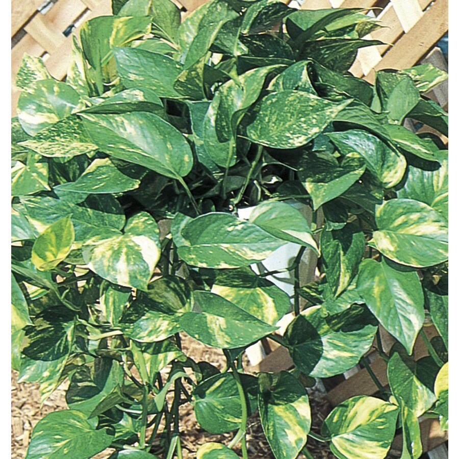 In Golden Pothos (Ltl0077) at