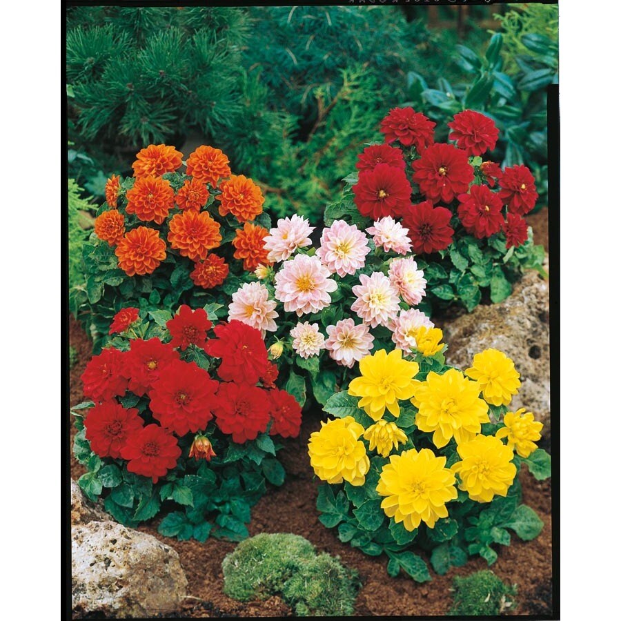 3-Quart Multicolor Dahlia in Pot (L3480)