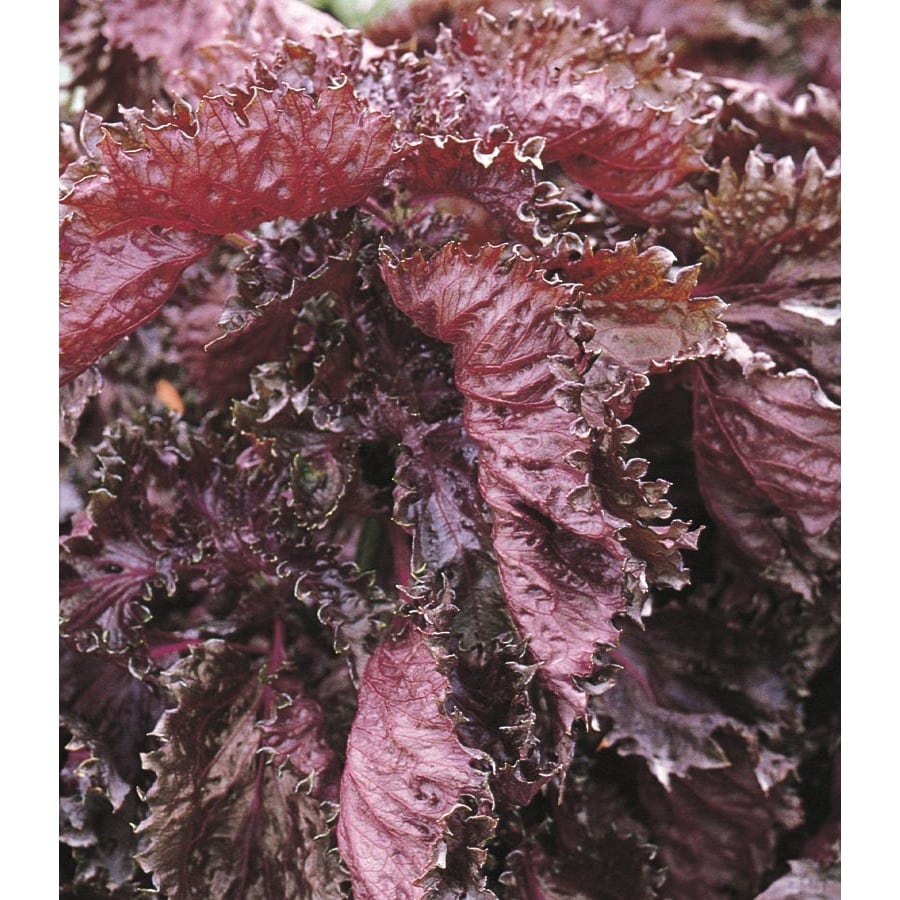 3-quart-no-flowers-beefsteak-plant-in-pot-lw02609-at-lowes