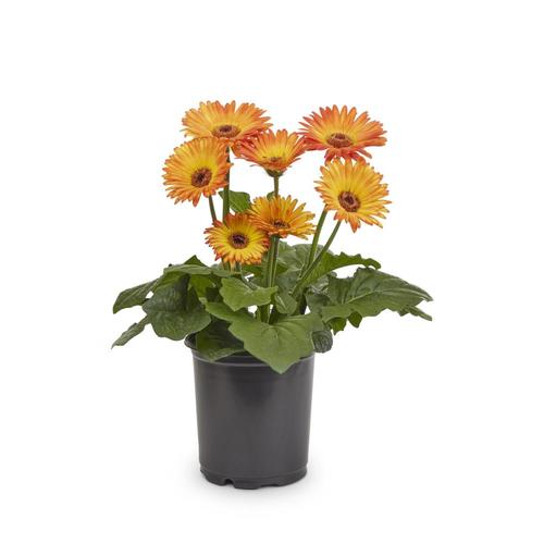 3Quart Multicolor Gerbera Daisy in Pot (L25056) at
