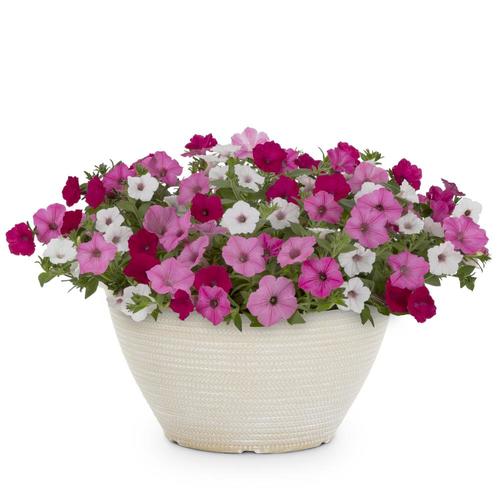 2Gallon Multicolor Petunia in Planter (L17355) in the Annuals