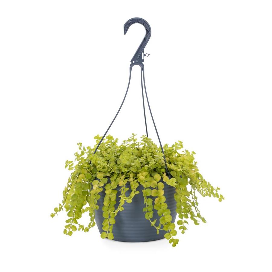 1.5-Gallon Yellow Creeping Jenny in Hanging Basket (L2652) at Lowes.com