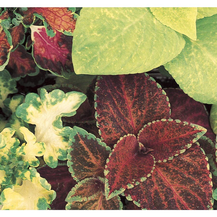 1-Gallon Lavender Coleus in Pot (L2567)